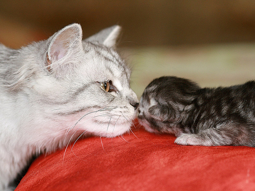 Кошка-мама и котенок