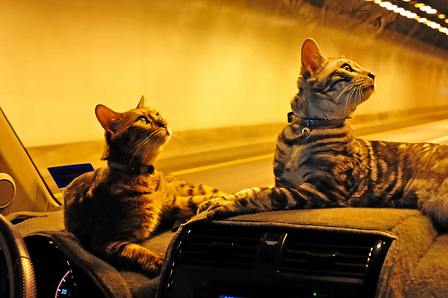 Две бенгальские кошки в машине