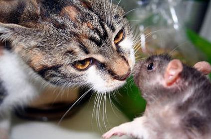 Кошка и крыса в доме: друзья или за