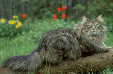 норвежская лесная кошка фото