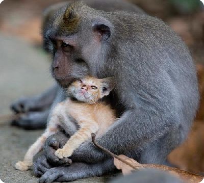Дикая обезьяна воспитывает котенка