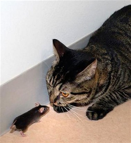 кошка, мышь, грызуны