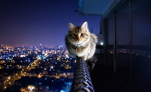Кошка на балконе