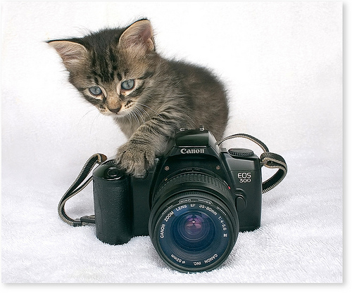 Котенок с фотоаппаратом