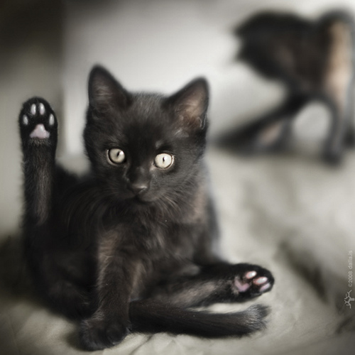 Фото черного котенка