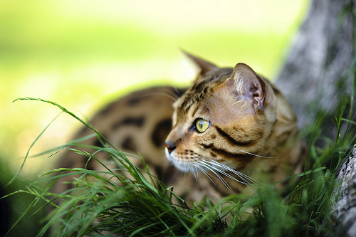 Бенгальская кошка в траве