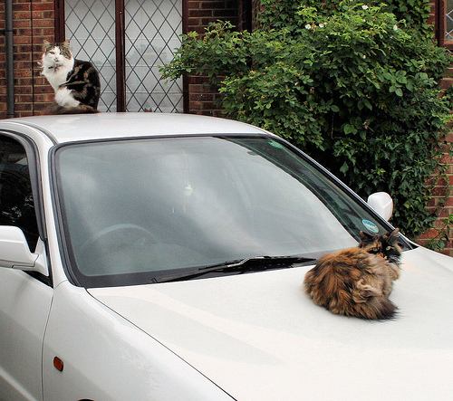 Кошки спят на автомобиле: что делат