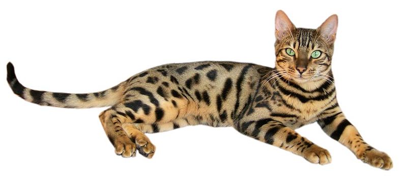 бенгальская кошка, породы кошек,