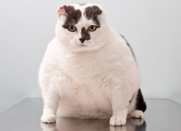 Помогаем кошке похудеть