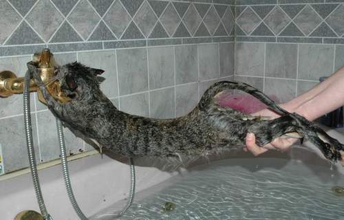 как купать кошку