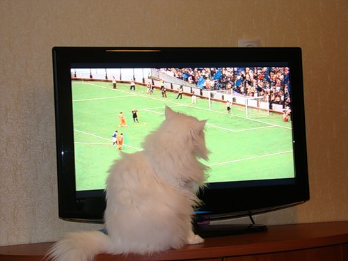 Кошки любят смотреть телевизор