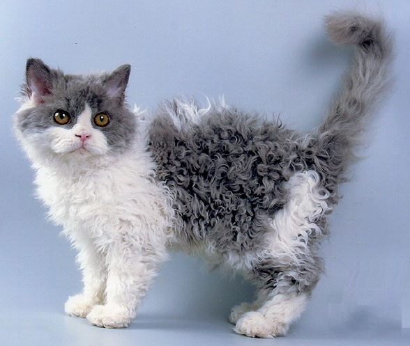 Ла-перм - идеальная кошка для всей
